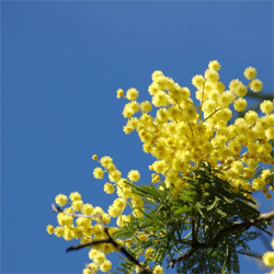 mimosa