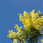 Festa della Donna